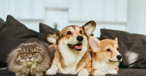 В России могут ввести обязательную регистрацию домашних животных.

