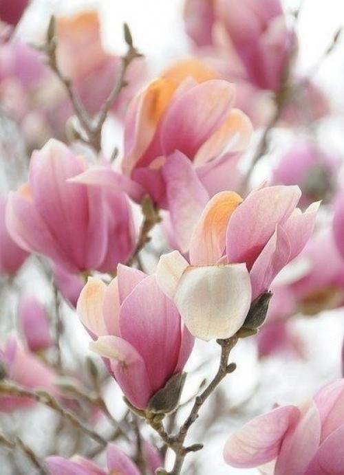 Только сегодня смогла отдышаться от интенсивных подготовок к мк Анны гис в нашем городе. 01