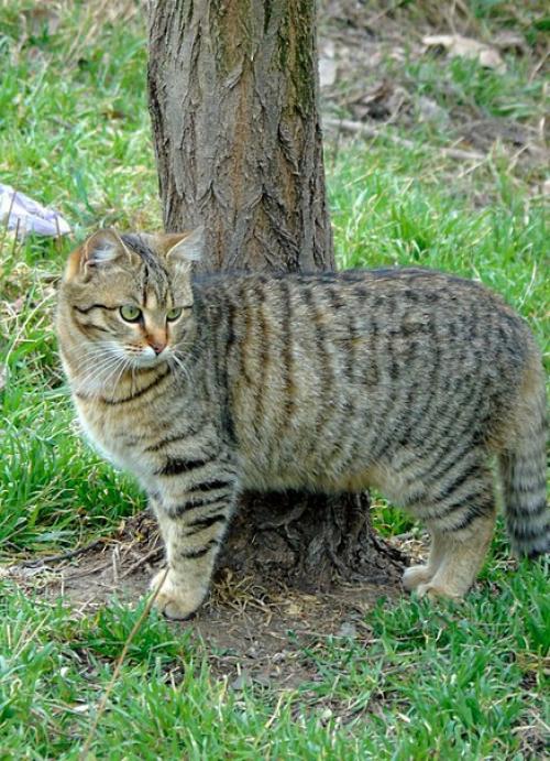 Мелисса - полосатое совершенство! 04 Мелисса - полосатое совершенство! 04