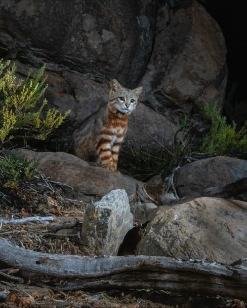 Интересное про пампасских кошек - это одни из самых разнообразных диких кошек: у них целых арсенал расцветок и рисунков на шерсти. 

