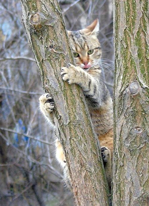 Мелисса - полосатое совершенство! 05 Мелисса - полосатое совершенство! 05