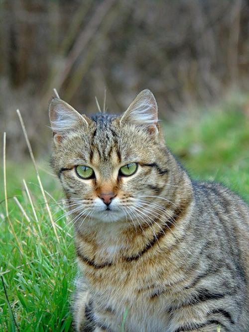 Мелисса - полосатое совершенство! 01 Мелисса - полосатое совершенство! 01