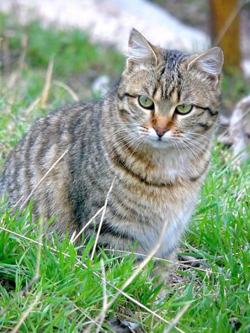 Мелисса - полосатое совершенство! 02 Мелисса - полосатое совершенство! 02