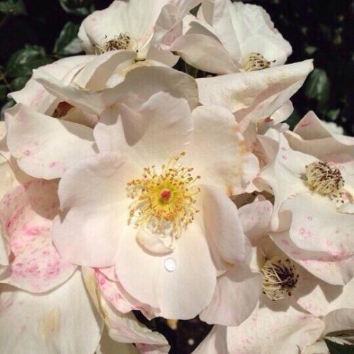 Тест, который поможет найти Свой аромат. 01