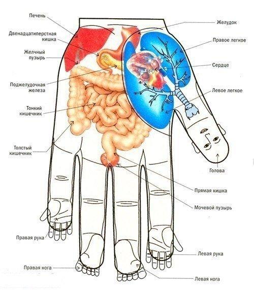 Самомассаж кистей рук принесет много пользы - он оказывает благотворное влияние на работу внутренних органов. 01