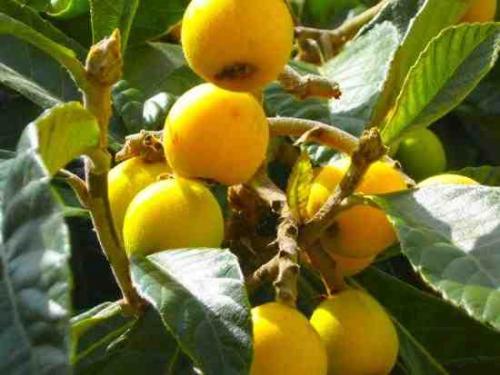 Масло мушмулы. Масло косточек мушмулы (мишмулы) Eriobotrya Japonica, 50 мл.