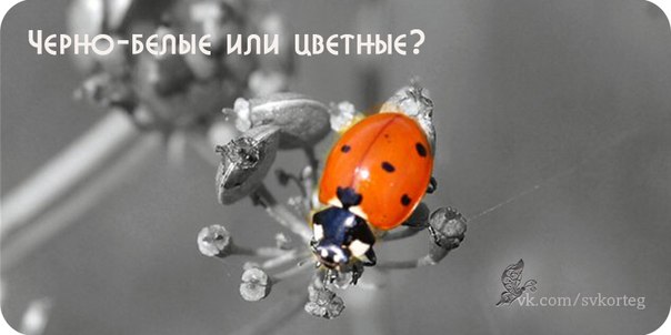 Лучшие свадебные кадры: чёрно-белые или цветные. Лучшие свадебные кадры: чёрно-белые или цветные.