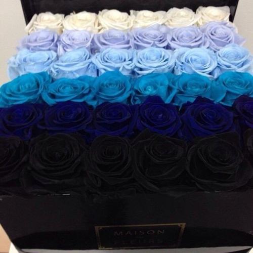 Чеширские кисы?  На носу февраль? 01