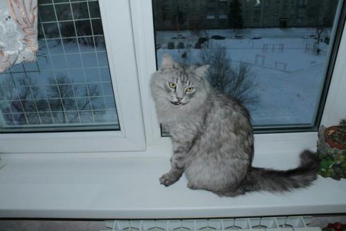 Новосибирск.  Для эстетов и ценителей роскошного песцового меха - котик Юджин. 04