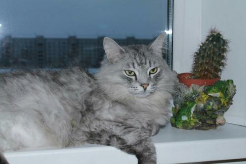 Новосибирск.  Для эстетов и ценителей роскошного песцового меха - котик Юджин. 02