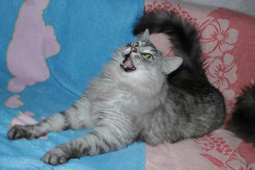 Новосибирск.  Для эстетов и ценителей роскошного песцового меха - котик Юджин. 01