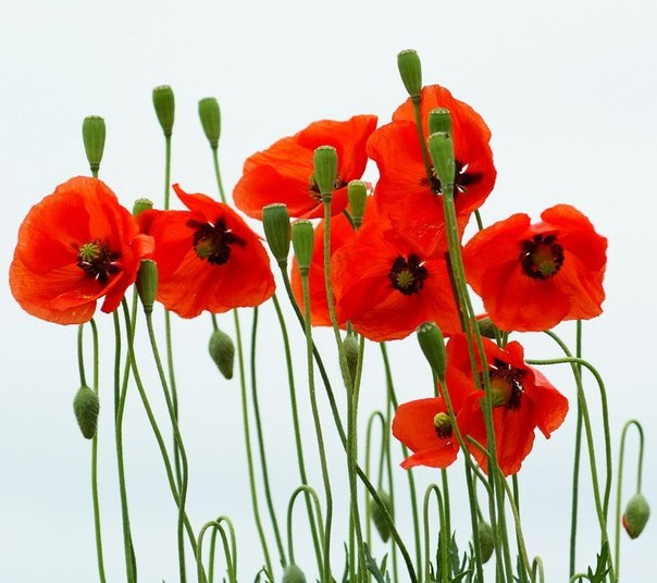 Ох уж эта красная помада. 02 Ох уж эта красная помада. 02