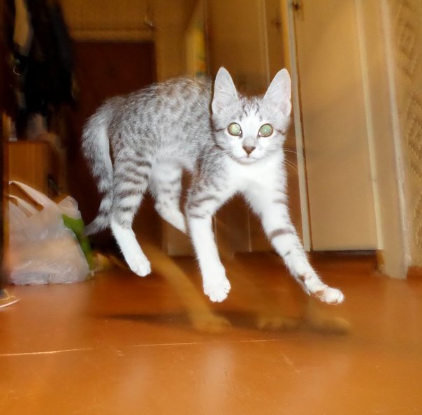 Египетская Мау - это пятна. Они покрывают все тело кошки - на спине, боках и лапах.