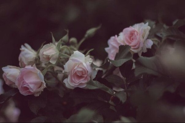 «Бомбита» в хиджабе.