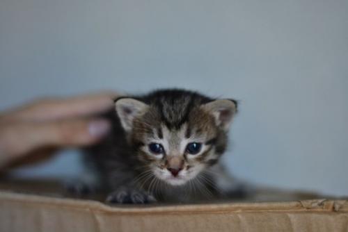 Вот такое чудо 3 недели жило на крыльце парикмахерской, пока мне не попалось на глаза. 01