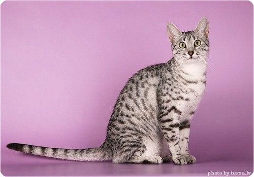 На свете есть много кошек, много пород, но мне пригляделась пока одна порода. 03 На свете есть много кошек, много пород, но мне пригляделась пока одна порода. 03