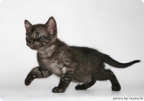 На свете есть много кошек, много пород, но мне пригляделась пока одна порода. 05 На свете есть много кошек, много пород, но мне пригляделась пока одна порода. 05