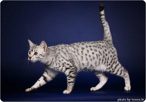 На свете есть много кошек, много пород, но мне пригляделась пока одна порода. 07 На свете есть много кошек, много пород, но мне пригляделась пока одна порода. 07