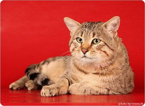 На свете есть много кошек, много пород, но мне пригляделась пока одна порода. 01 На свете есть много кошек, много пород, но мне пригляделась пока одна порода. 01