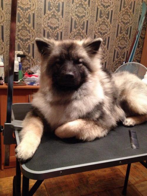 Что такое груминг собак и почему груминг необходим? 01 Что такое груминг собак и почему груминг необходим? 01