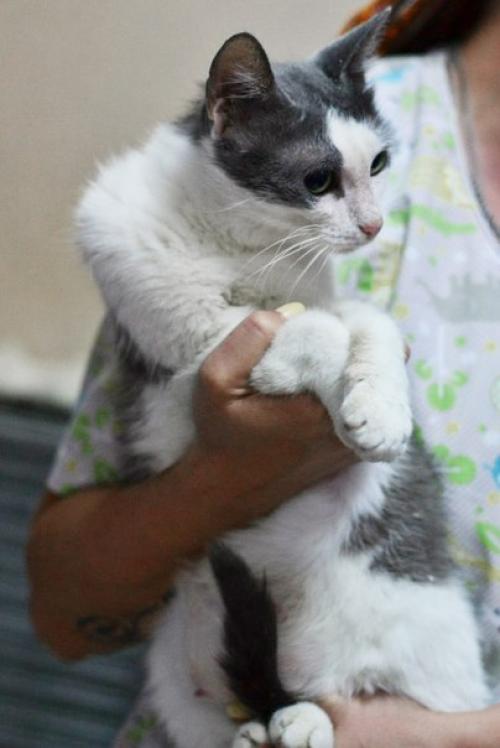 Хорошенькая молодая кошечка ясмина! 01