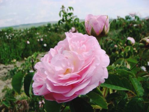 Крымская роза чудотворная водичка? 01