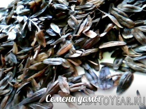 Многие историки считают что именно на Востоке возник культ красоты. 02 Многие историки считают что именно на Востоке возник культ красоты. 02