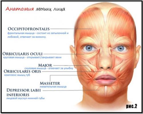 Как похудеть в лице? 01