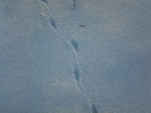 Первый день нового года. 03 Первый день нового года. 03