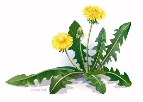 Медовая маска от морщин. 04 Медовая маска от морщин. 04