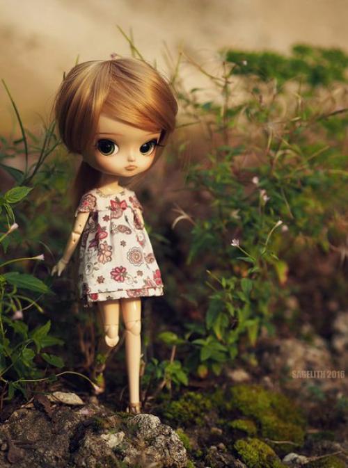 Dal из семейства пуллип. 03