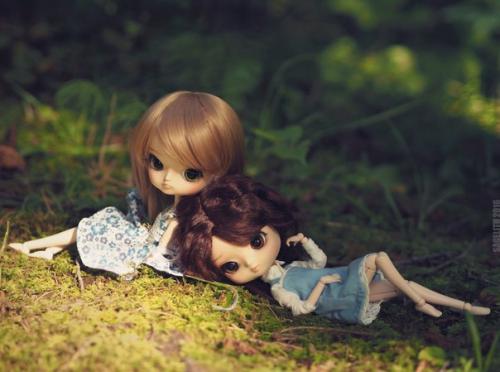 Dal из семейства пуллип. 05