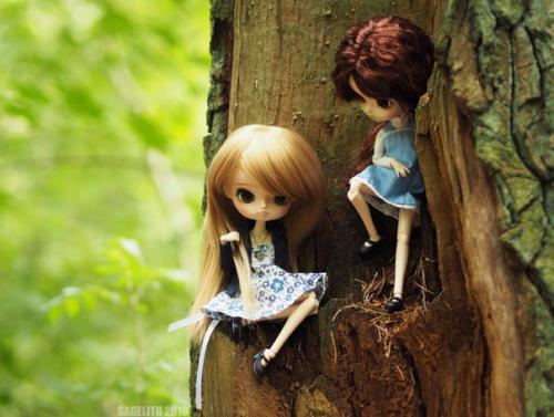 Dal из семейства пуллип. 08