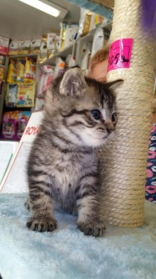 Борисов!  Мы ищем заботливую, любящую семью для мини - тигрули! 01