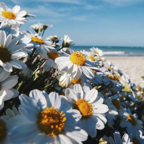 Prin_Pink. Ромашки. 03 Prin_Pink. Ромашки. 03