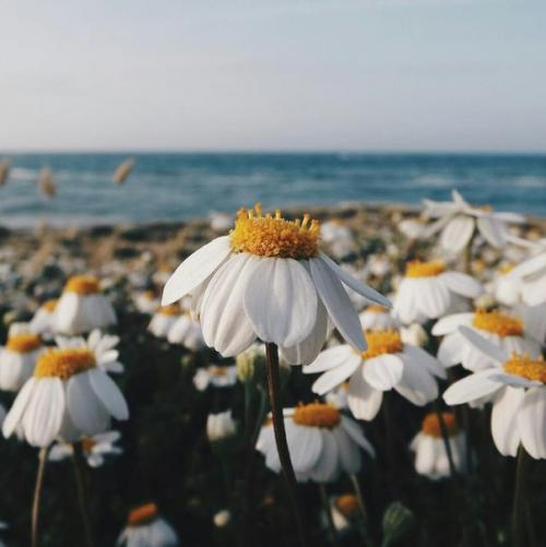 Prin_Pink. Ромашки. 01 Prin_Pink. Ромашки. 01