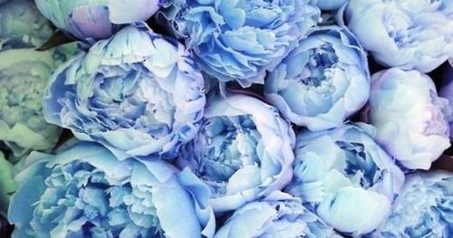 1. Алиса элмоус. 02