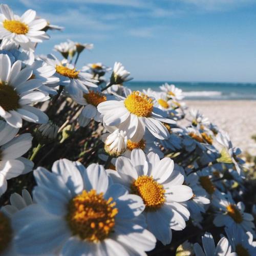 Польза ромашки?  Полезные свойства ромашки поистине удивительны, ее химический состав наделяет это растение буквально чудодейственной силой. 03 Польза ромашки?  Полезные свойства ромашки поистине удивительны, ее химический состав наделяет это растение буквально чудодейственной силой. 03