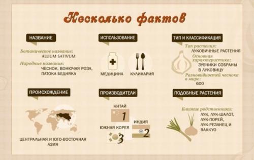 Чеснок - польза для здоровья. 03