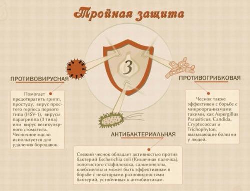 Чеснок - польза для здоровья. 02