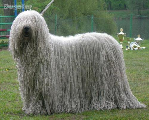 Природа много экспериментировала с живыми организмами на планете земля и создала массу удивительных, разных по форме и размеру экземпляров. 04