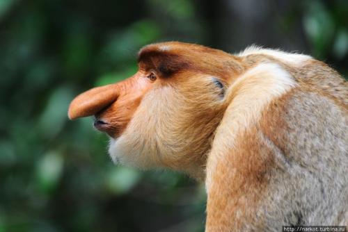 Природа много экспериментировала с живыми организмами на планете земля и создала массу удивительных, разных по форме и размеру экземпляров. 08