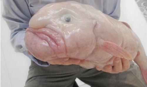 Природа много экспериментировала с живыми организмами на планете земля и создала массу удивительных, разных по форме и размеру экземпляров. 09