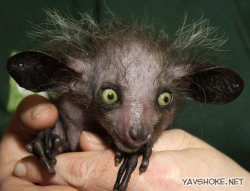 Природа много экспериментировала с живыми организмами на планете земля и создала массу удивительных, разных по форме и размеру экземпляров. 05