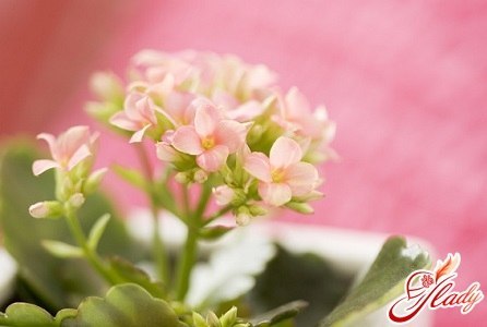 Каланхоэ: растение-аптека на подоконнике.
