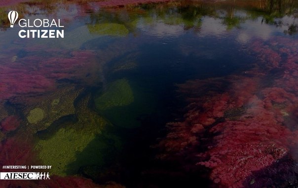 Aiesec Gcitizen China. 01