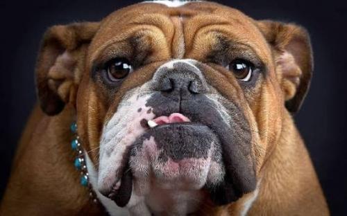 С апреля в России вступает в силу первый гост для собачьих площадок.

