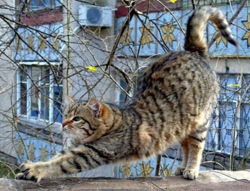 Мелисса - полосатое совершенство! 01 Мелисса - полосатое совершенство! 01