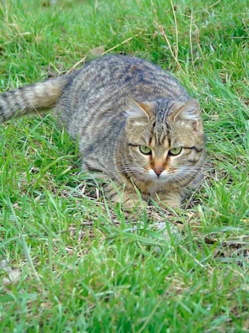 Мелисса - полосатое совершенство! 03 Мелисса - полосатое совершенство! 03