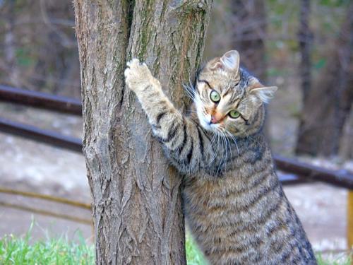 Мелисса - полосатое совершенство! 02 Мелисса - полосатое совершенство! 02